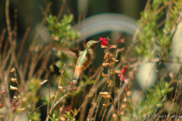 DSC_0804a.jpg - Allen's Hummingbird